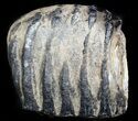 Partial Southern Mammoth Molar - Hungary #45559-2